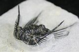 Bargain Black Leonaspis Trilobite #27571-2